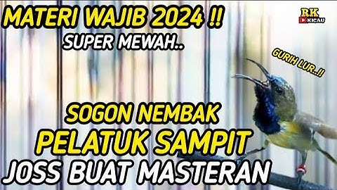 SOGON GACOR NEMBAK MATERI PELATUK SAMPIT !! 100% COCOK BUAT MASTERAN BURUNG SOGON BAHAN OMBYOKAN