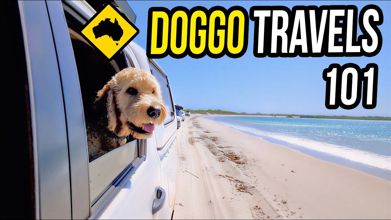 Как путешествовать постоянно с собакой! | Советы и лайфхаки для жизни в автодоме с домашними живо...