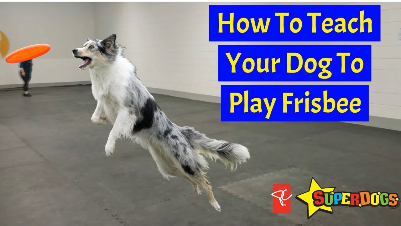 How to Teach a Dog How to Catch a Frisbee  