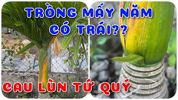 Cây cau lùn tứ quý trồng mấy năm có trái???| 0386569374 - Ngọc Ngân Bến Tre | Chuyên cây độc lạ