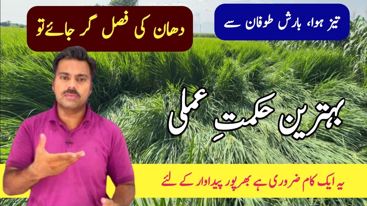Abid Rice How to reduce the impact of lodging on yield and quality of rice crop ...