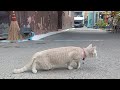 獲物を見つけてソロリソロリ