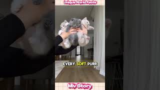 Not Just A Cat Pure Joy Wrapped In Fur