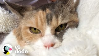 Mujer adopta al gato gruñón de sus abuelos | Cat Crazy | El Dodo