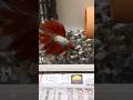 初心者による、ベタ 飼育 #shorts