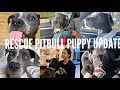 RESCUE PITBULL PUPPY UPDATE!