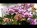 забытые КОРНИ ОРХИДЕЙ  в воде на неделю - ЗАКОЛОСИЛИСЬ и орхидеи цветут в ленивом способе полива