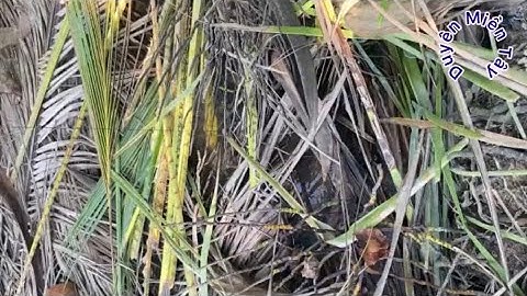 Bất Ngờ Cuối Tuần Câu Cá Bống Dừa: Gặp Được Ổ Nái Khi Nước Lên!