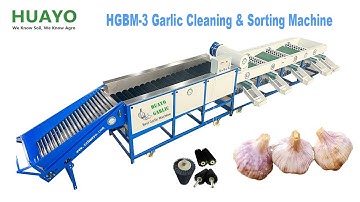 2-3 t/h HGBM-3 Garlic Bulb Cleaning and Sorting Line with Strong Brushes for commercial use