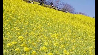 斜面を黄色く彩る菜の花