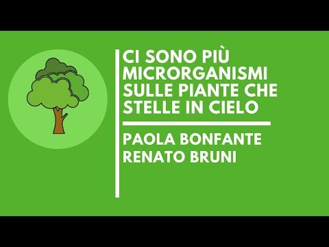 Ci sono più microrganismi sulle piante che stelle in cielo