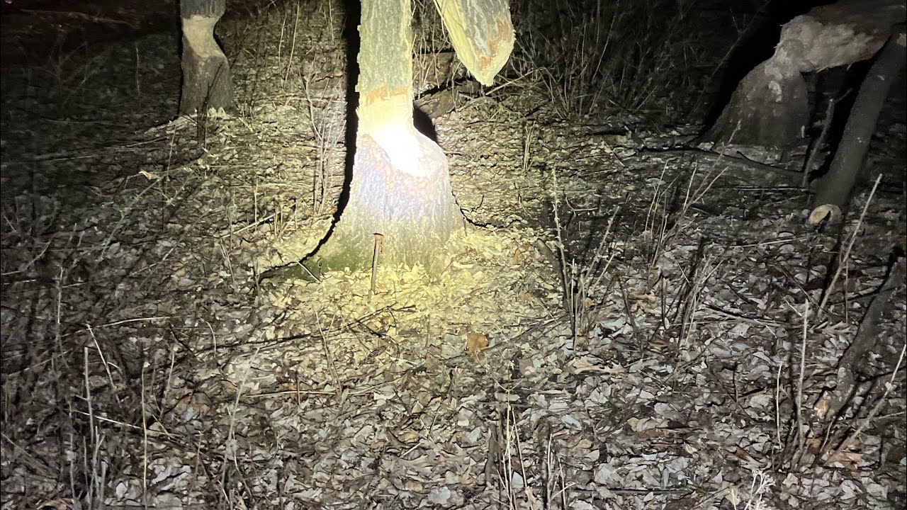 Looking for Beaver sign.