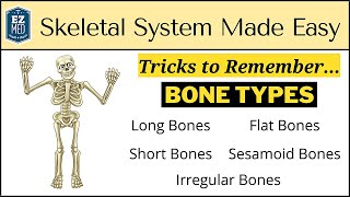 Skeletal System: Types of Bones in Under 10 Minutes [Anatomy Physiology Human Body] by EZmed 611,288 views 2 years ago 9 minutes, 14 seconds