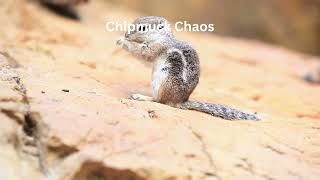The Most Playful Chipmunks You'll Ever See!