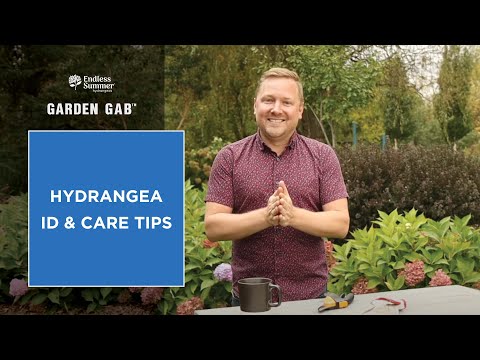 Video: Acuan Kelabu Hydrangea – Cara Merawat Hydrangea Dengan Hawar Botrytis