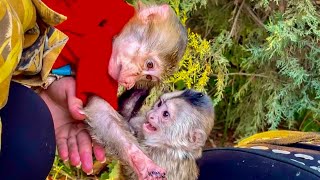 видео: СМЕШНО ДО СЛЕЗ! Финик объясняет Анфисе КТО ТУТ ГЛАВНЫЙ!))) картинка: СМЕШНО ДО СЛЕЗ! Финик объясняет Анфисе КТО ТУТ ГЛАВНЫЙ!)))