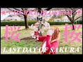 桜もう終わりだね。CHERRY BLOSSOM LAST DAY OF SAKURA 。SHOUT  OUT PART 1 春 SPRING IN JAPAN🇯🇵