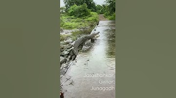 Breath taking moment at | Jatashankar | Girnar | Junagadh #shorts