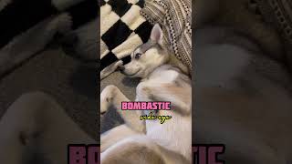 Bombastic Side Eye #husky #puppy #shorts #kleekai Content