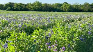 Sun Dappled Flower Paradise Symphony Nature Sounds for Clearing Mind, Mediation, and Peace.