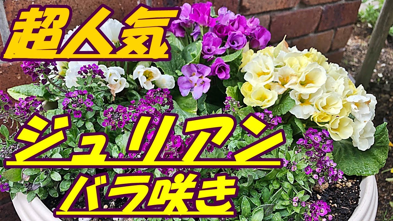 花】プリムラジュリアンとアリッサムの寄せ植え・摘芯・花摘み - YouTube