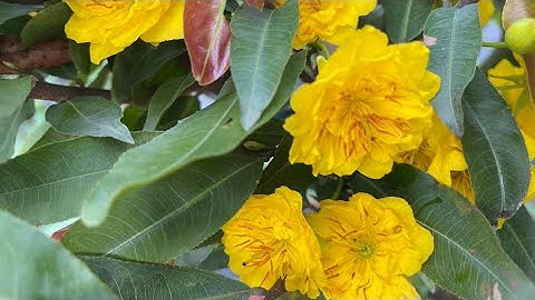 Cúc thọ hương giá 70k/cây,0397142252 hoặc 0947873959