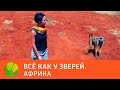 Африка. Все как у зверей | Живая Планета