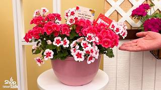 California Spring Trials 2026: Updates in the Pretty Little Geranium Series From Syngenta Flowers