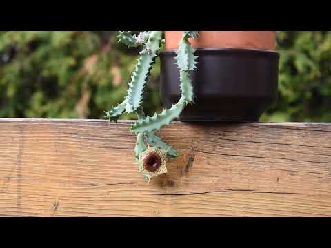 Video: Lifesaver Cactus Nroj Tsuag - Tswv Yim Txog Kev Loj Hlob Huernia Cactus