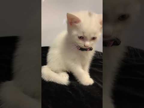 My cat Chanel #kidscartoons #kidsshow #kidsvideo #kidsmusic #kidssongs #cats #kittens