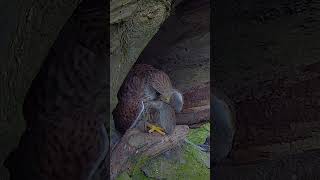 Kestrel demands dinner