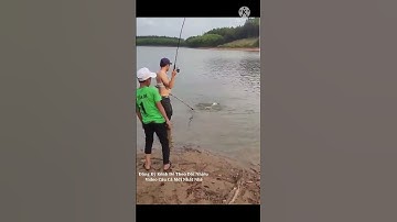 Câu Lăng Xê ( Lancer ) Sông Hàng Khủng | Fishing . #shorts