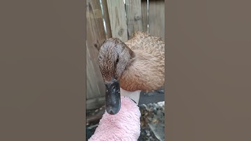 how to pick up a duck