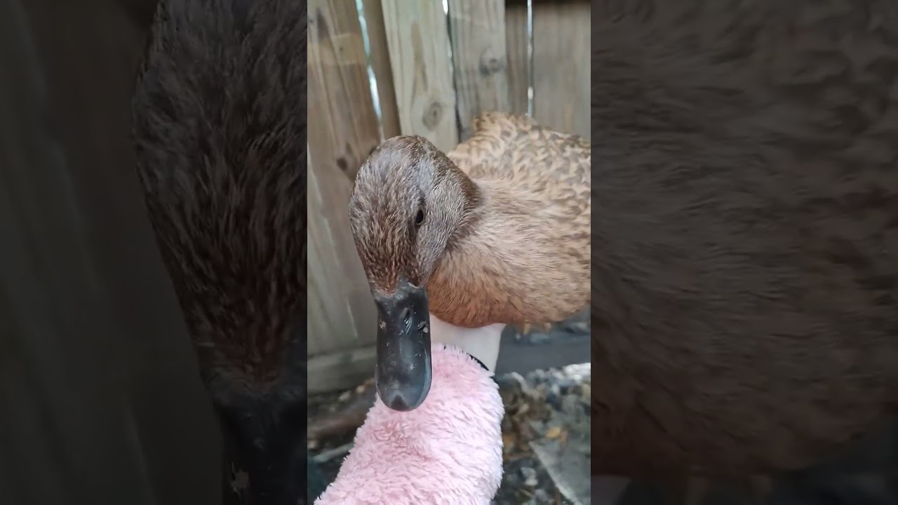 how to pick up a duck