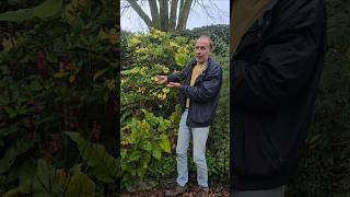Early Yellow Rhododenderon #gardening #rhododendron #evergreen #floweringshrubs #fun #ideas #wow
