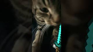 My cat #cat #prettycat #kitten #cute #funny #pets #catperson #mycat #kitty #aww #funnycute