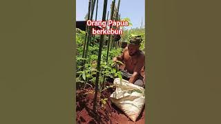 Orang Papua berkebun