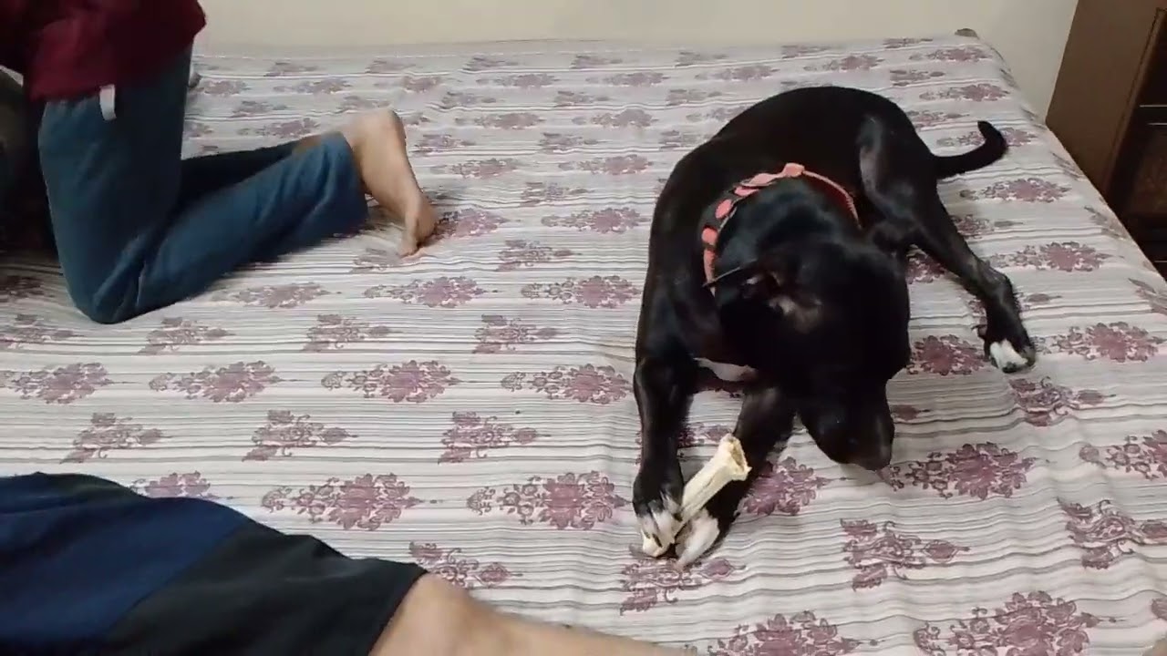 चेरी की पोजीशन देखो खेलने की लाडो बहुत क्यूट है 🐶🥰👍