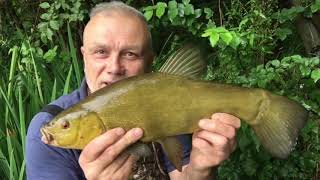 Tench fishing in Shropshire - Taking advantage of a very different June work-wise