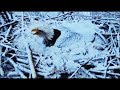 Decorah Eagles- Snow Covered Mom Calls Out For DM2