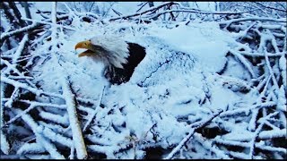 Decorah Eagles- Snow Covered Mom Calls Out For DM2