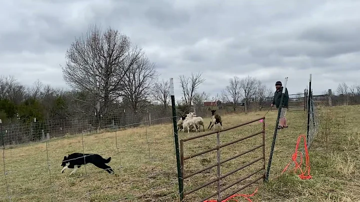 Sheepdog in training.  Jack 11/13/22