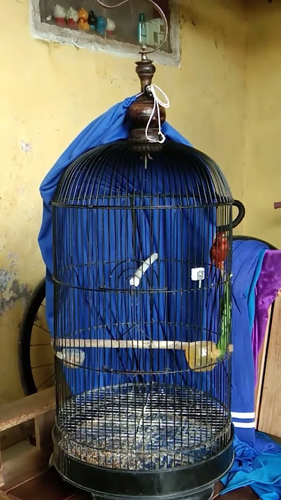 suara kenari merlok gacor #burungkicaudialamliar #kenari #birds #bunyimurai #muraijantan