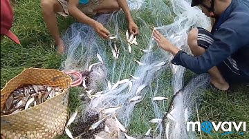 Cá xác ở hồ dầu Tiếng 💯 ngàng 1k cá xác