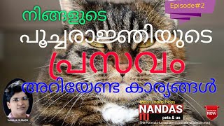 Top Tips To Prepare For Cats Labour | Child Birth | Cat Health Care |NANDAS pets&us | Vanaja Subash