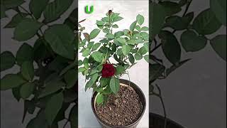 Organic fertilizer for rose plants #shorts #fertilizer #rose