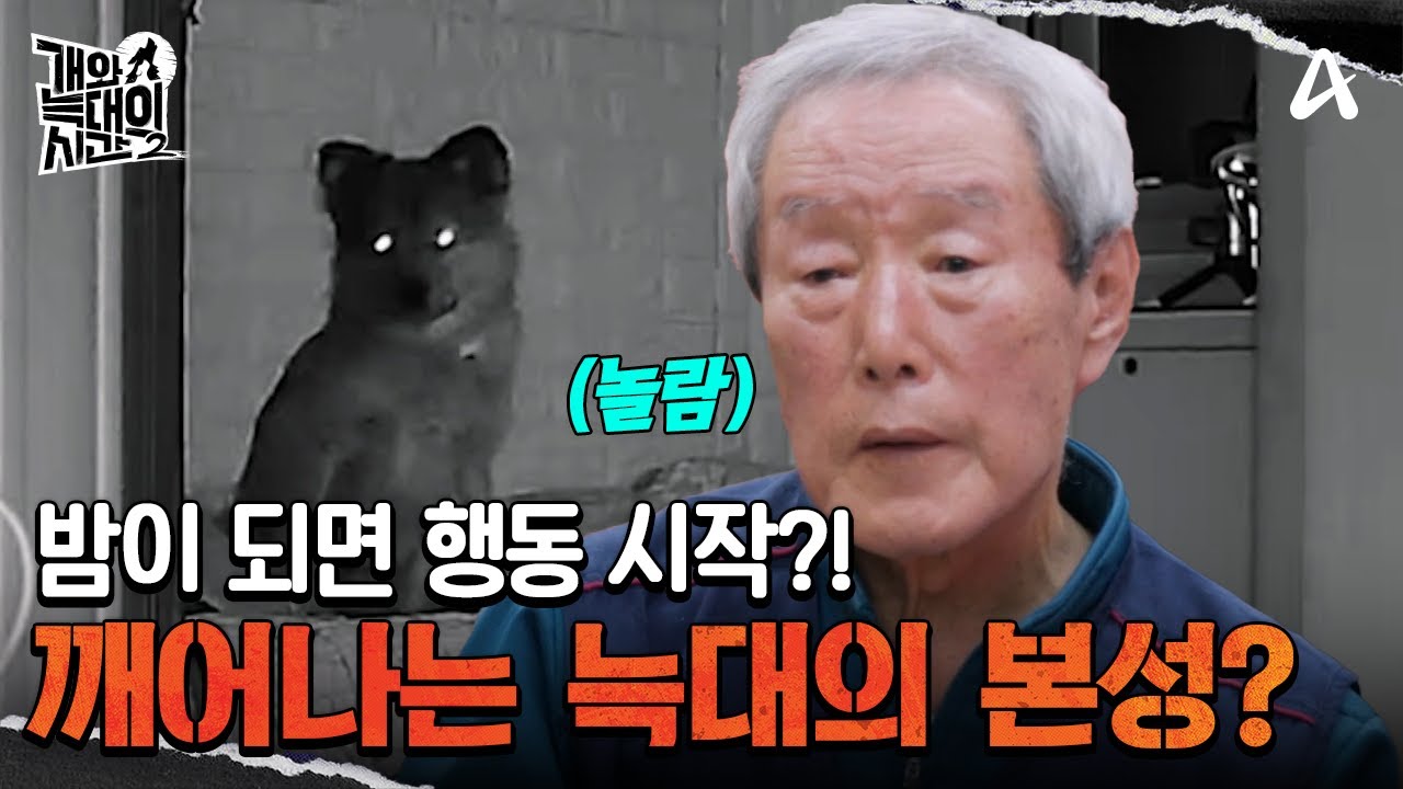 밤이 되면 활동을 시작하는 늑대 2호, 밤에 깨어나는 본성? | 개와 늑대의 시간 2 2 회
