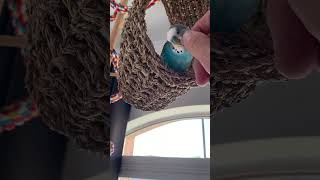 Pampered Parakeet Loves Head Rub