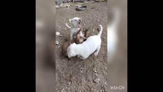 funny dogs#@AK family videos