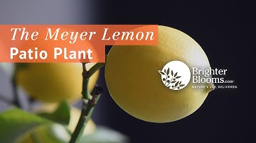 Improved Meyer Lemon Trees are Great Gifts - Brighter Blooms Nursery